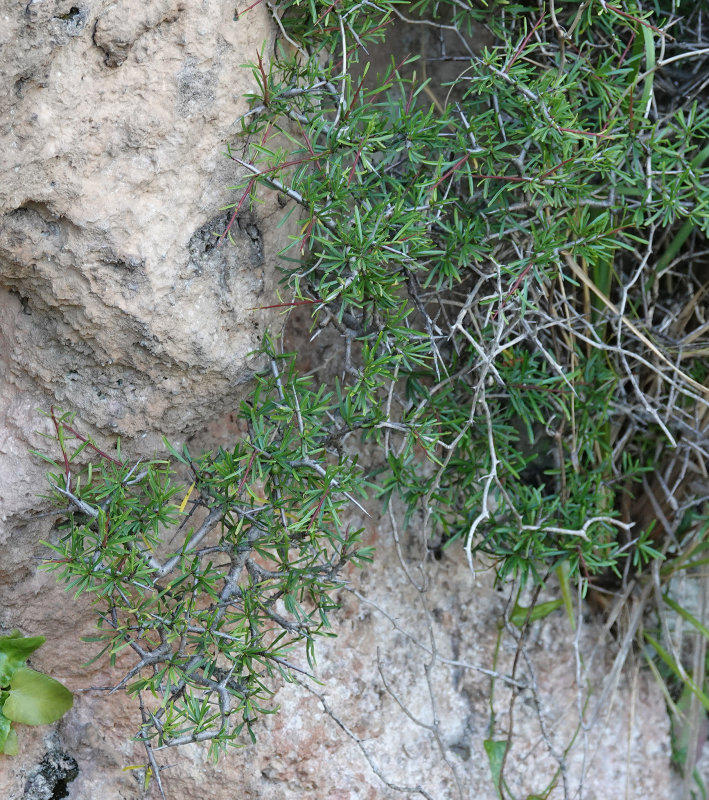 shrub.jpg