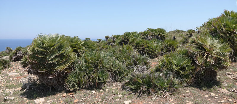 Chamaerops humilis.2.jpg