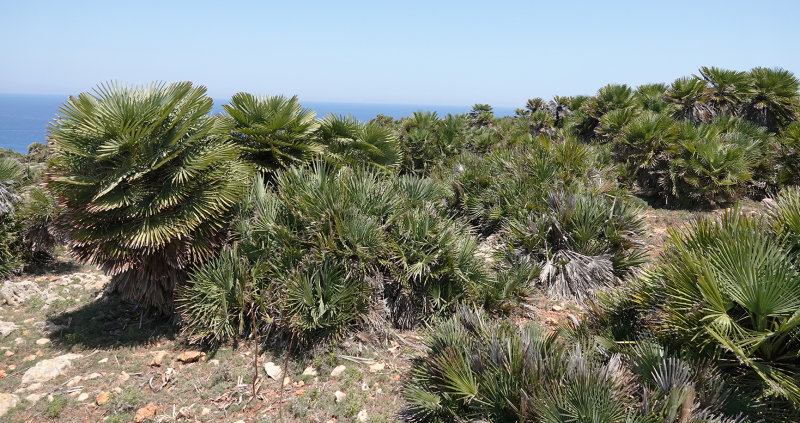 Chamaerops humilis.jpg