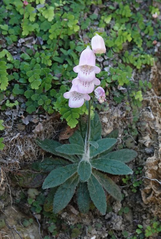 Digitalis minor.jpg