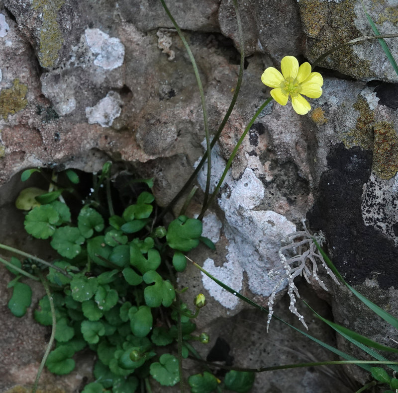 Ranunculus weylerii.5.jpg