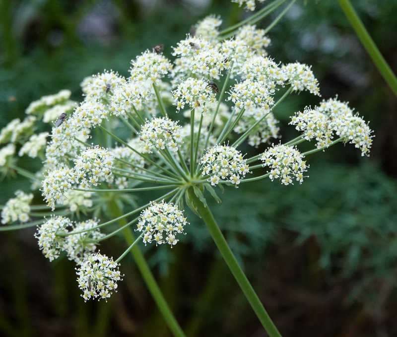 Laserpitium gallicum. Close-up.jpg