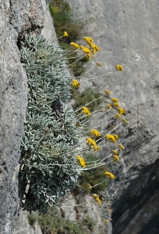Helichrysum ambiguum.jpg