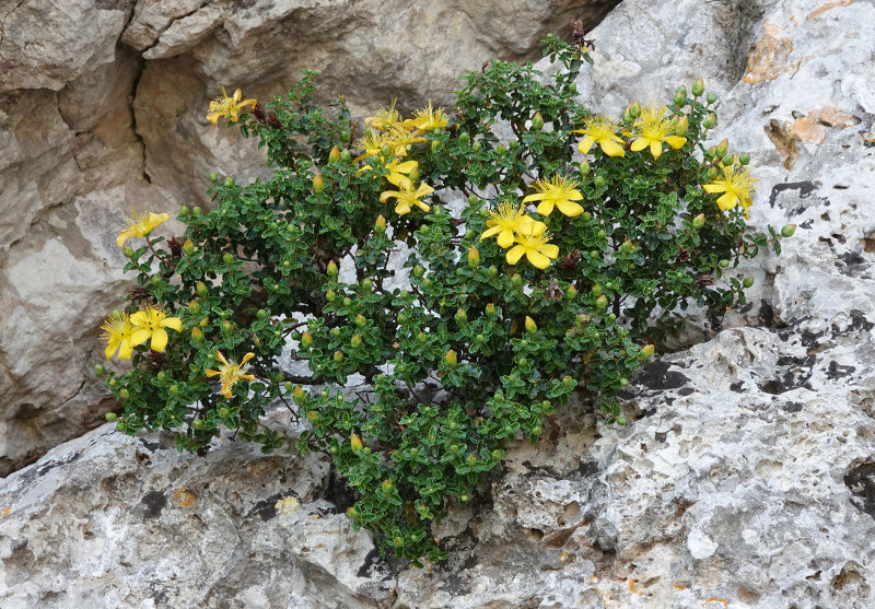Hypericum balearicum.jpg