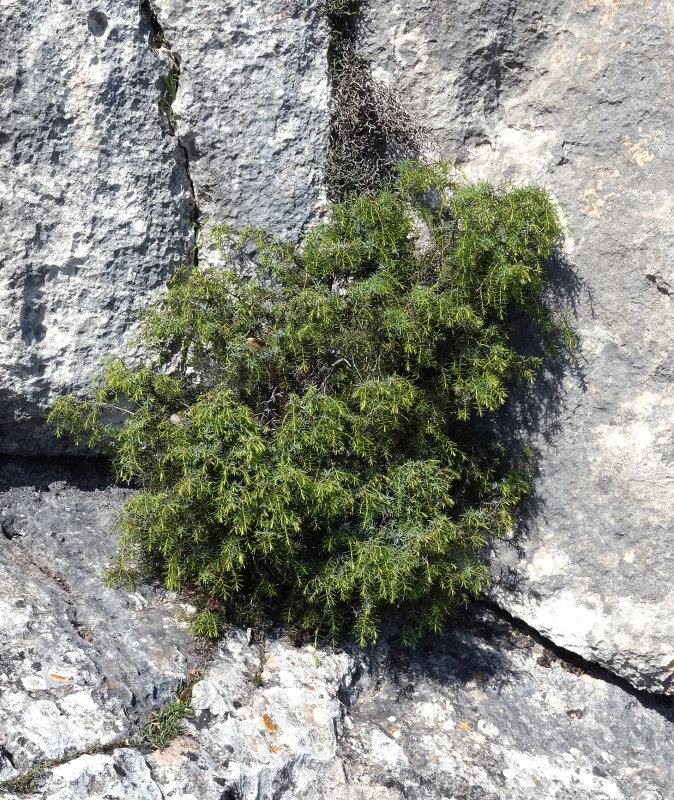 Juniperus oxycedrus