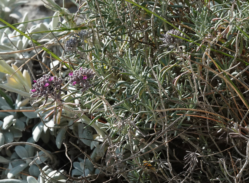 Teucrium cossonii. Closer.jpg