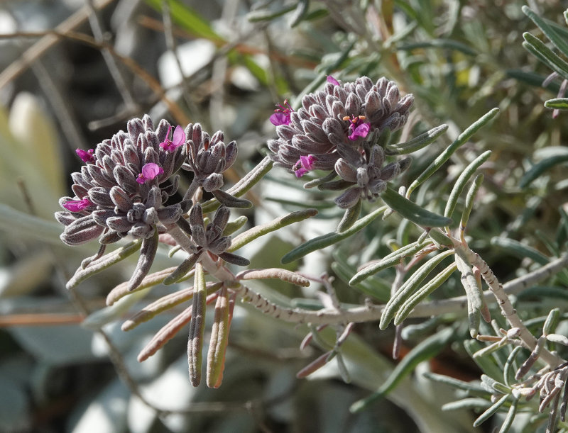 Teucrium cossonii. Close-up.jpg
