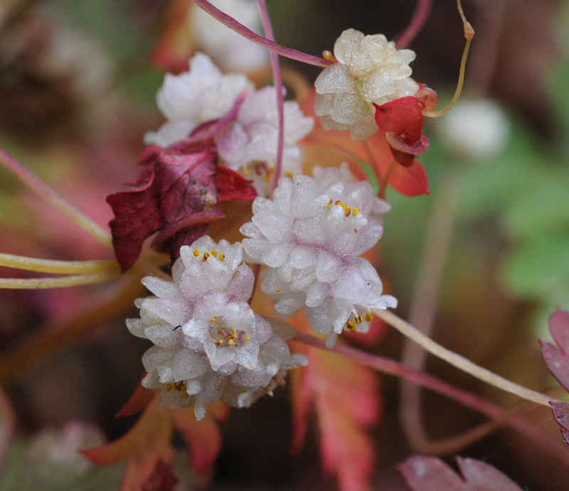 Cuscuta planiflora. Close-up.