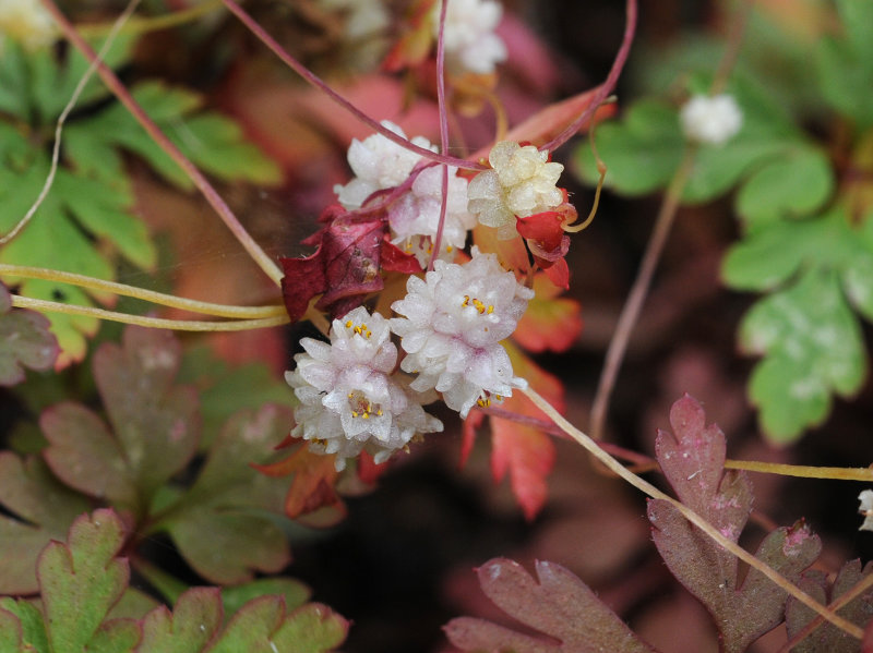 Cuscuta planiflora. Close-up.