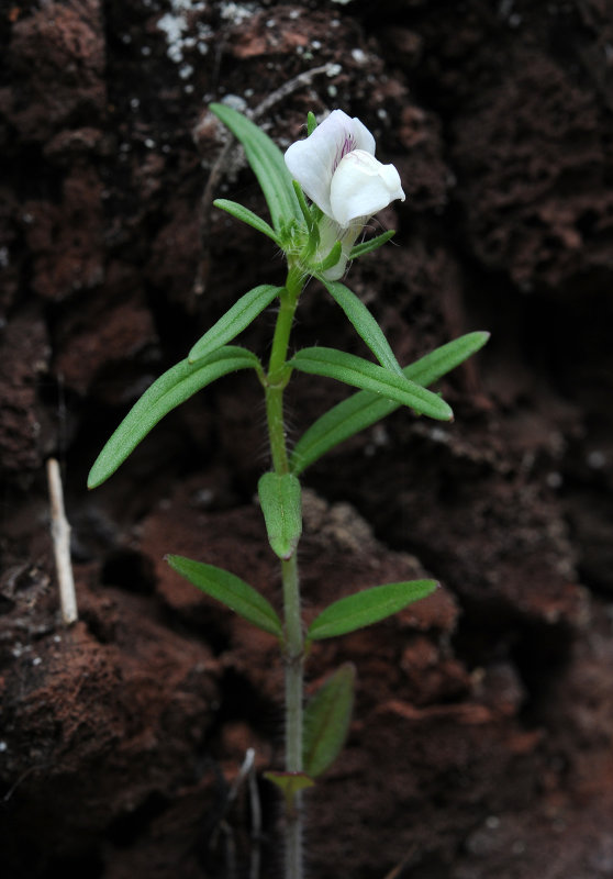 Misopates calycinum