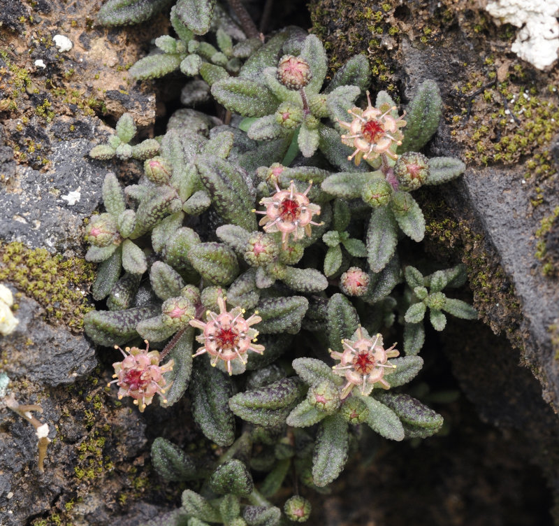 Monanthes subrosulata.