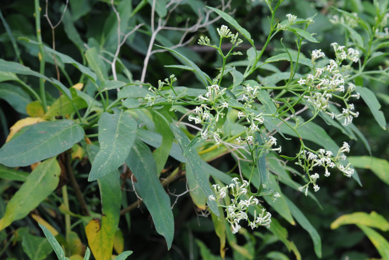 Heliotropium messerschmidioides. Closer.