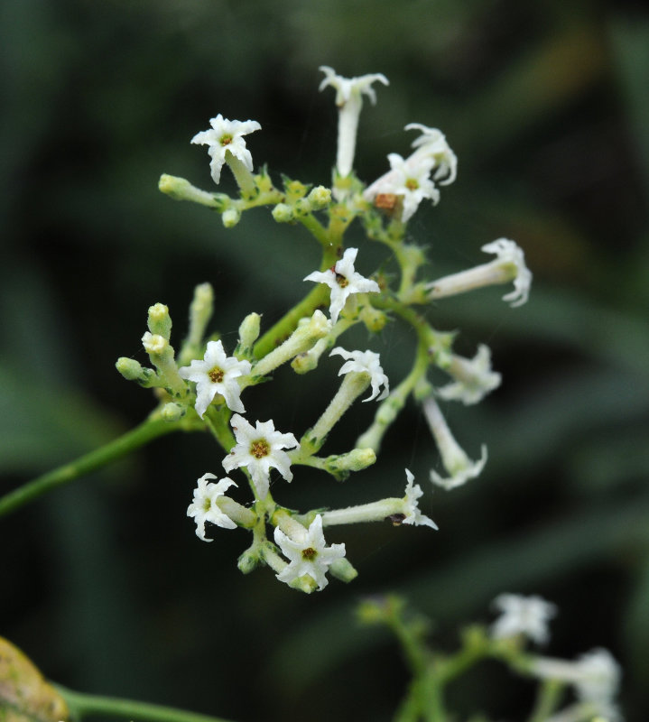 Heliotropium messerschmidioides. Close-up.