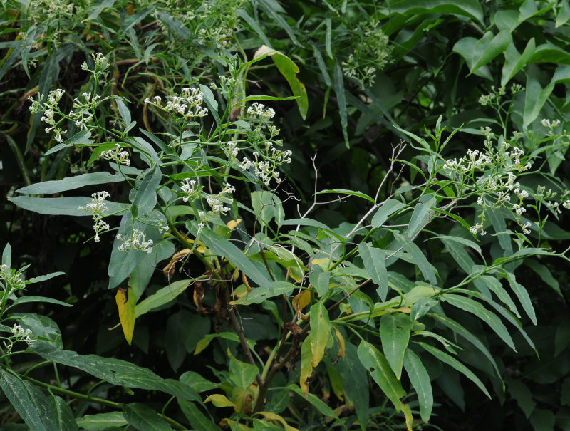 Heliotropium messerschmidioides