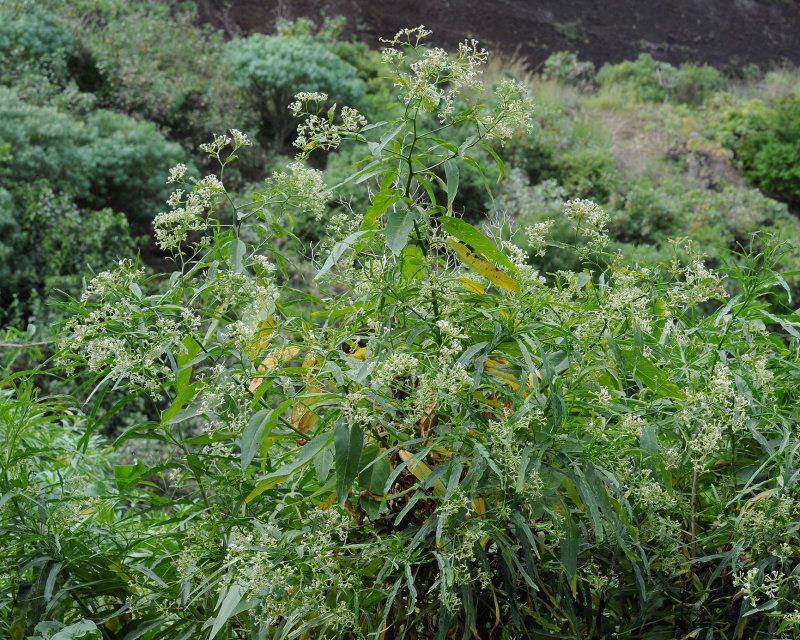 Heliotropium messerschmidioides