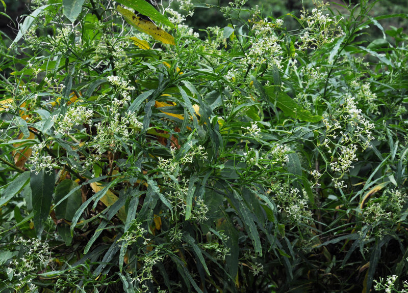 Heliotropium messerschmidioides