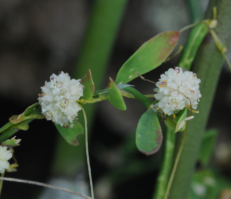 Cuscuta planiflora. Close-up.