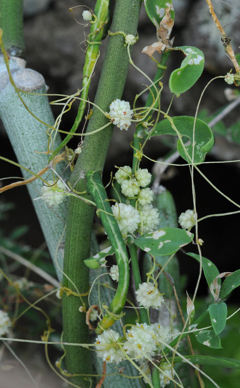 Cuscuta planiflora