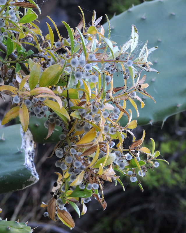 Rubia fruticosa, In fruit.