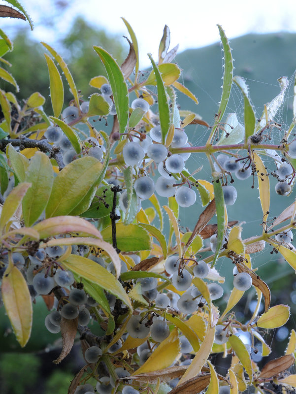 Rubia fruticosa, In fruit.