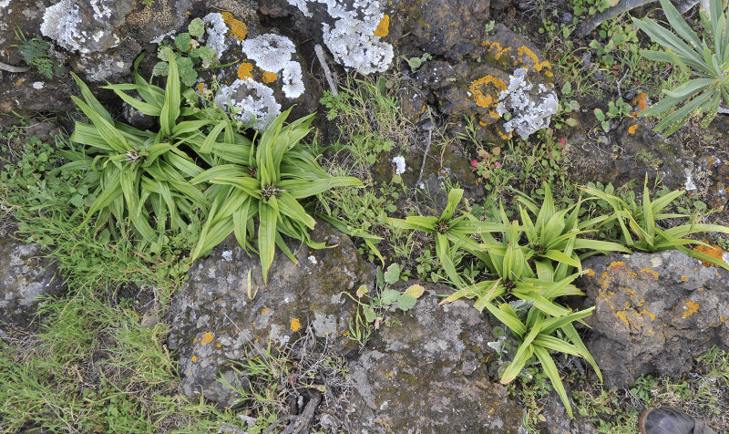 Androcymbium hierrense