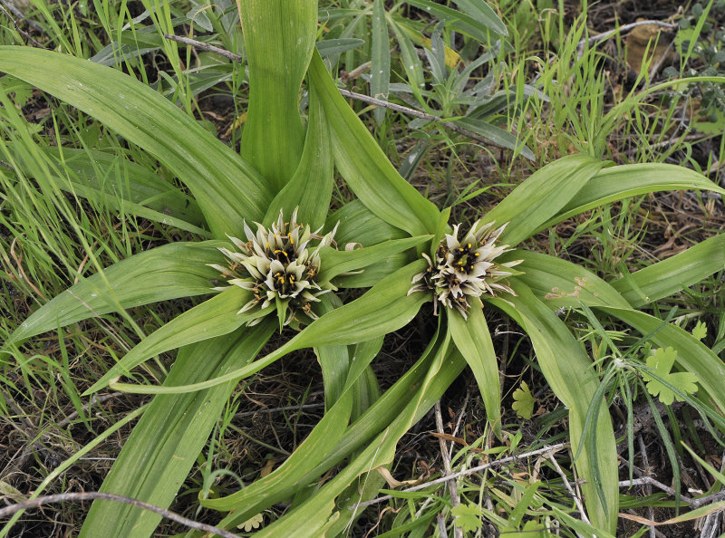 Androcymbium hierrense