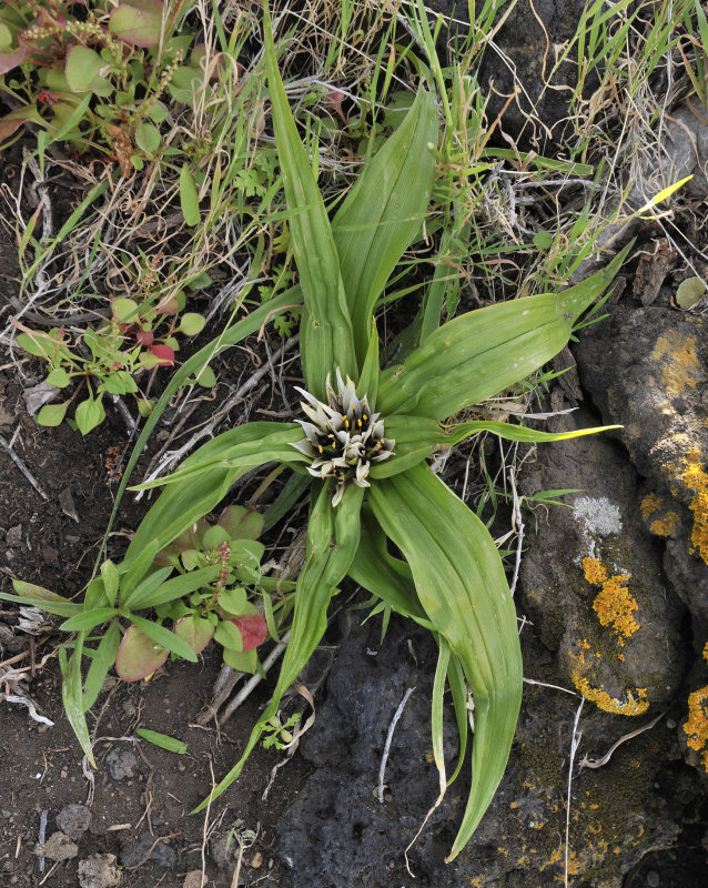 Androcymbium hierrense