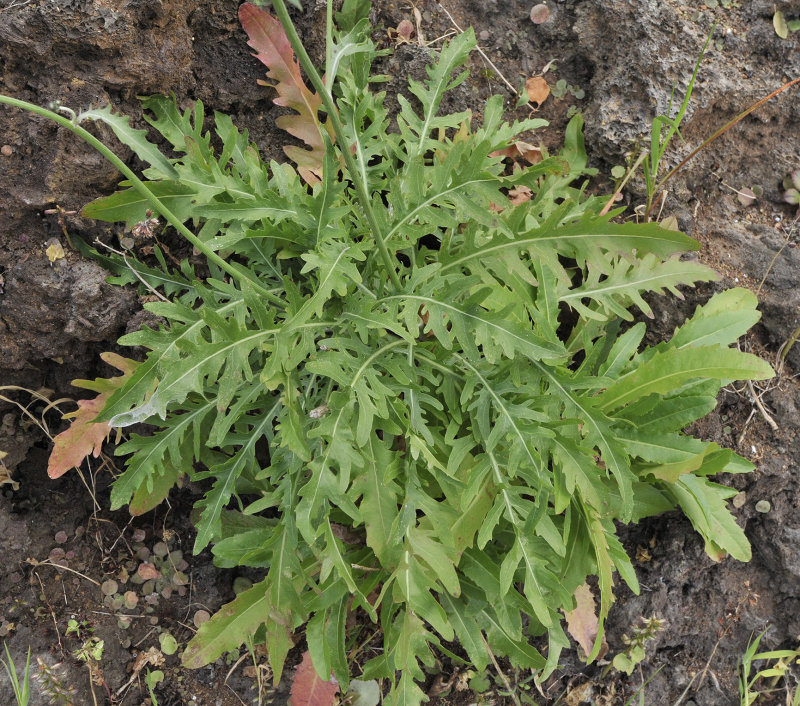 Asteraceae 2. Foliage.jpg