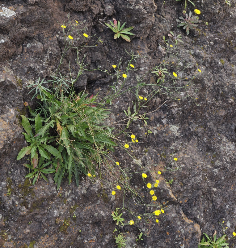 Asteraceae 2.jpg