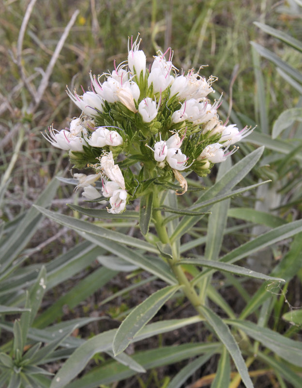 Echium breviarme. Close-up.