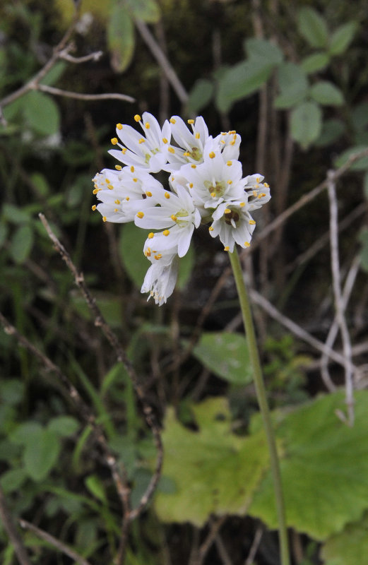 Allium canariensis. Closer.