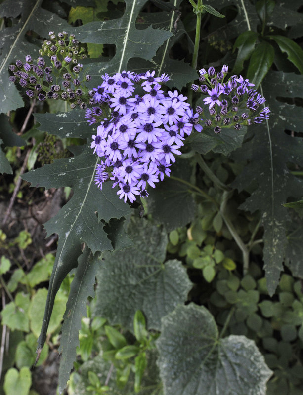 Pericallis papyraceus. Closer.