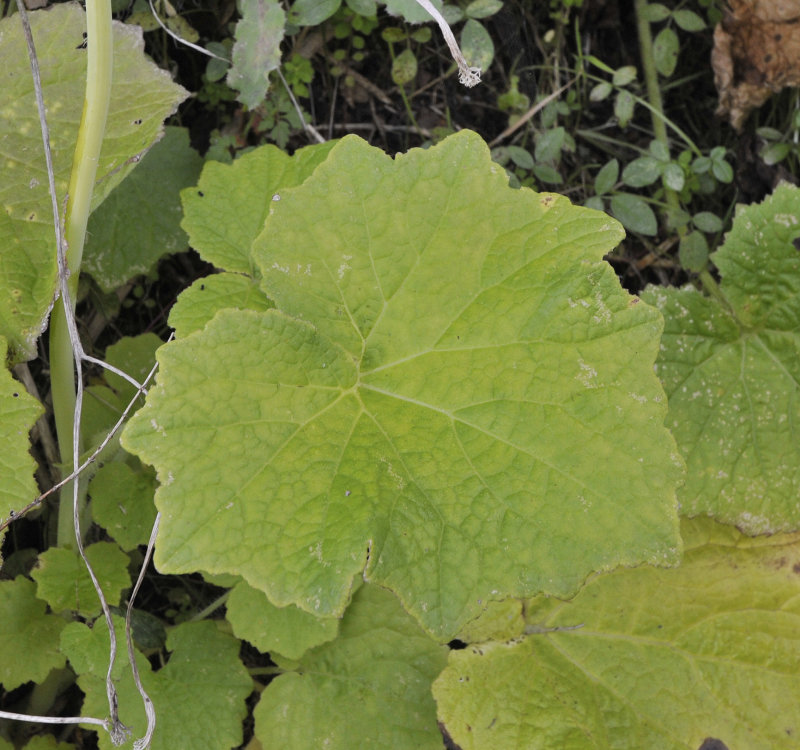 Pericallis papyraceus. Leaf.