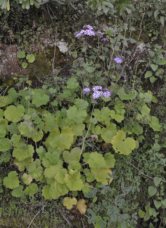 Pericallis papyraceus