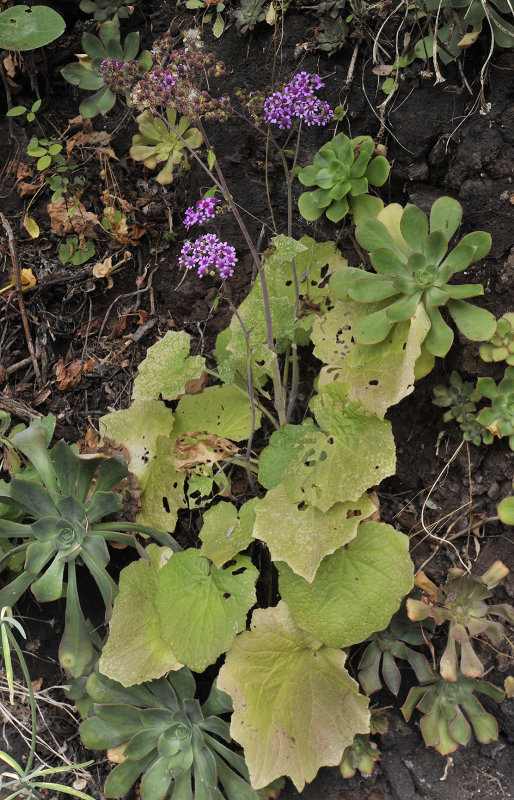 Pericallis papyraceus
