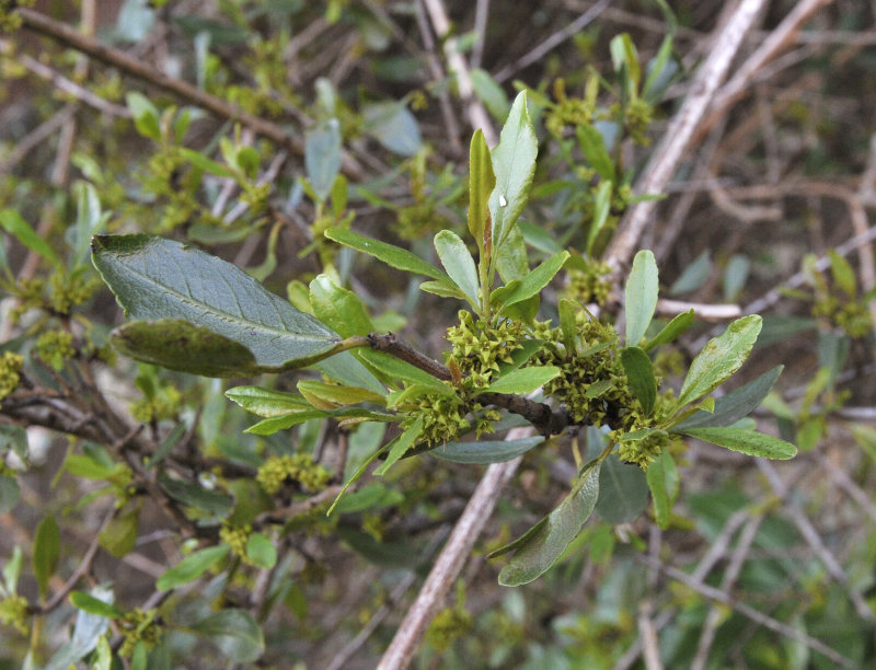 Rhamnus crenulata