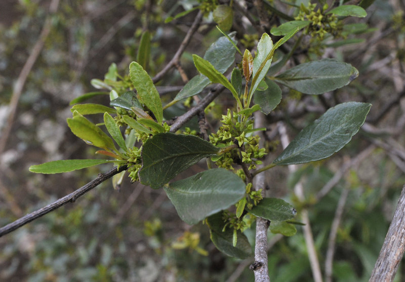 Rhamnus crenulata