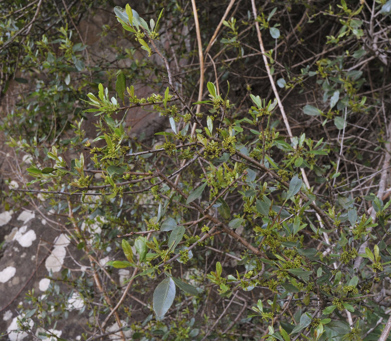 Rhamnus crenulata