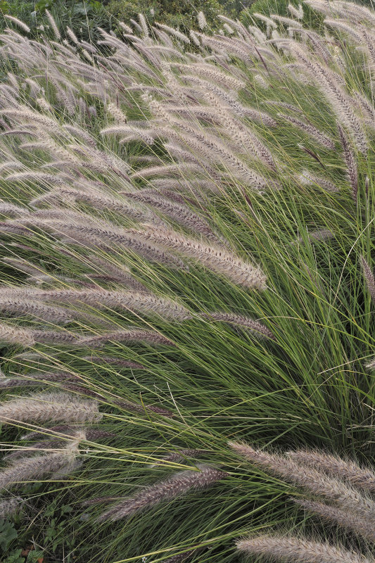 Cenchrus setaceus. Close-up.