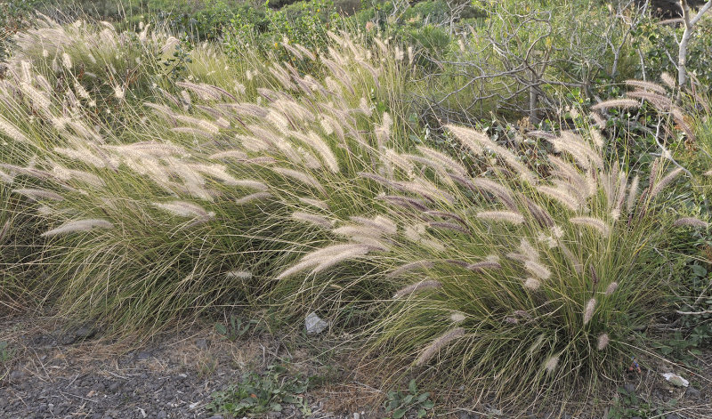 Cenchrus setaceus