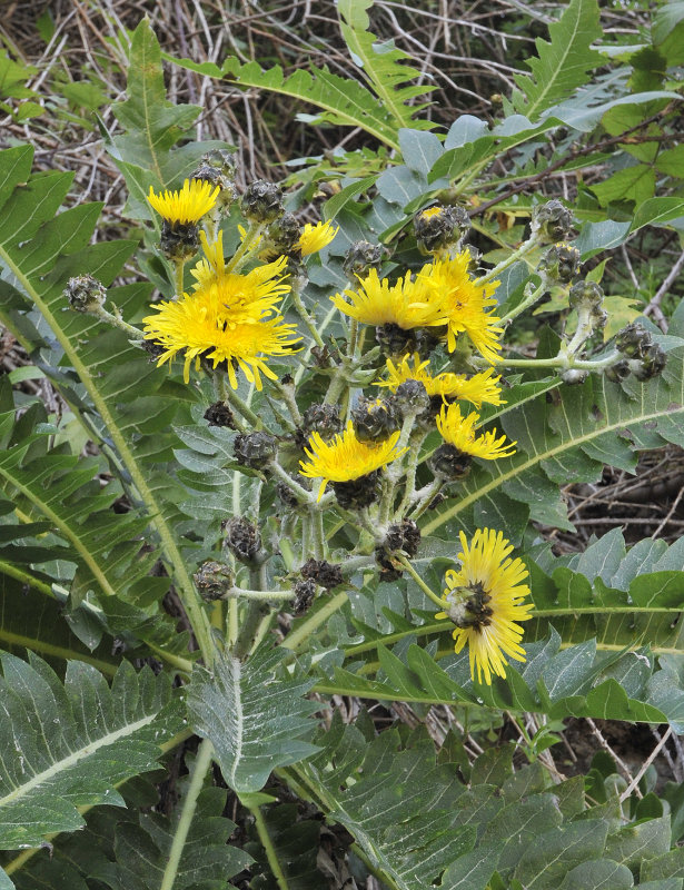 Sonchus hierrensis. Closer.