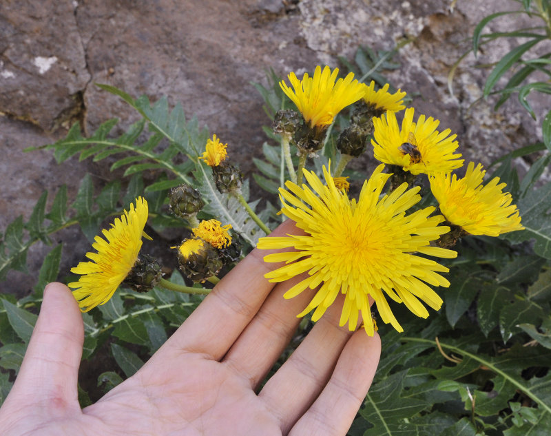 Sonchus hierrensis. Close-up. With hand.