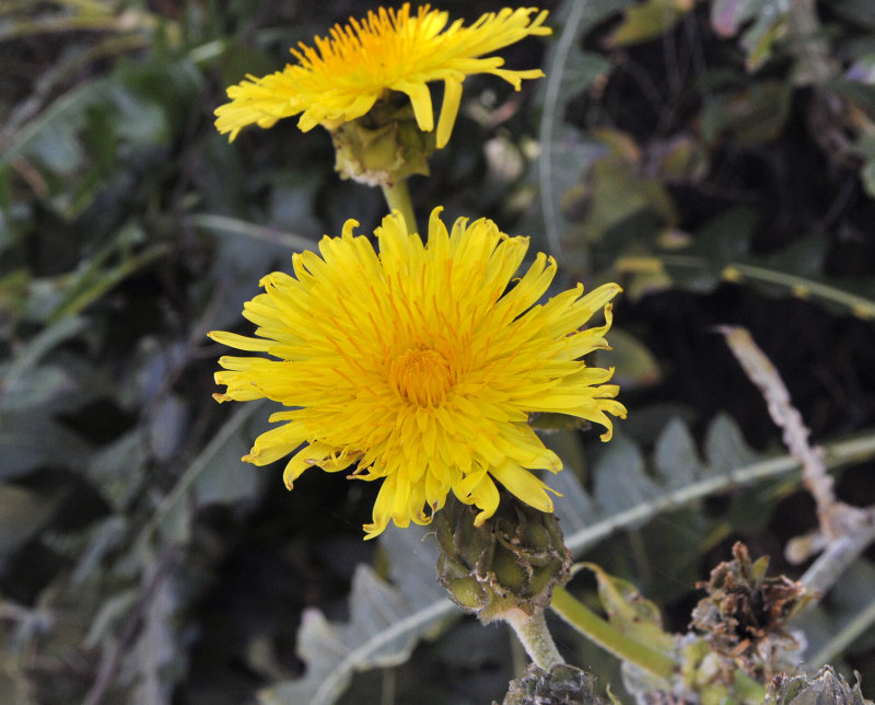 Sonchus hierrensis. Close-up.