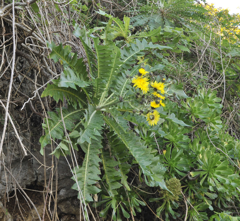 Sonchus hierrensis.