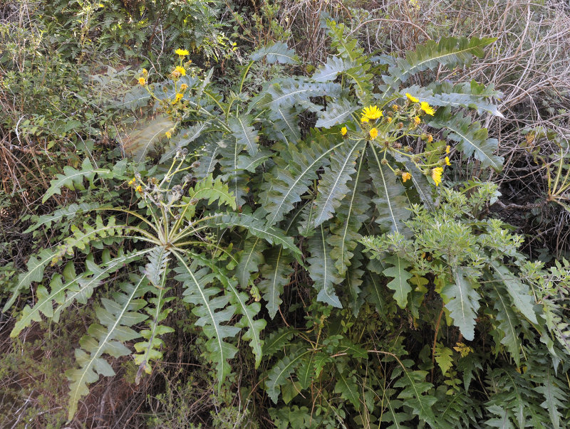 Sonchus hierrensis