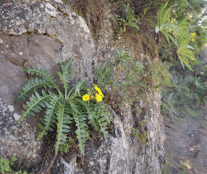 Sonchus hierrensis