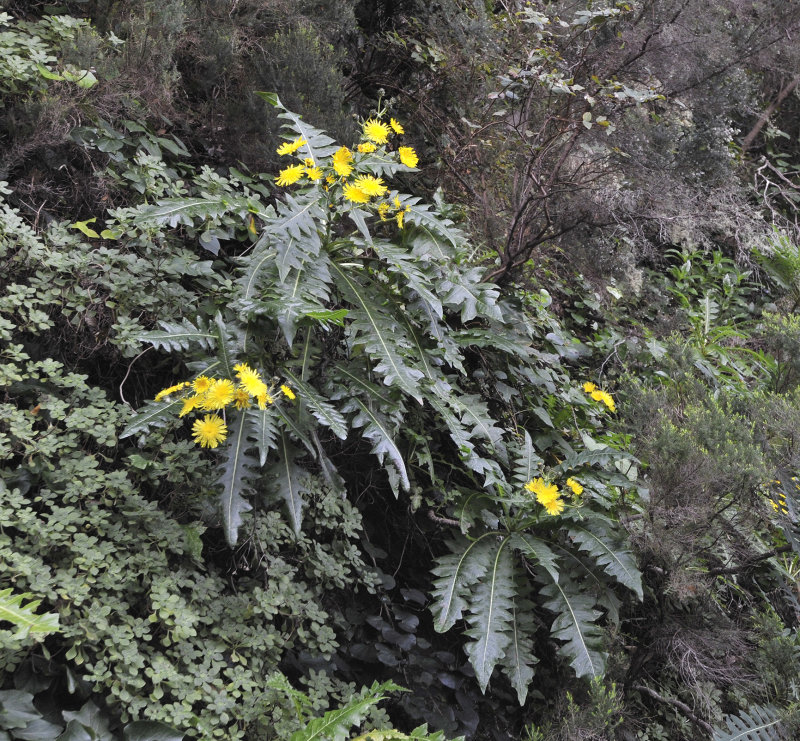 Sonchus hierrensis