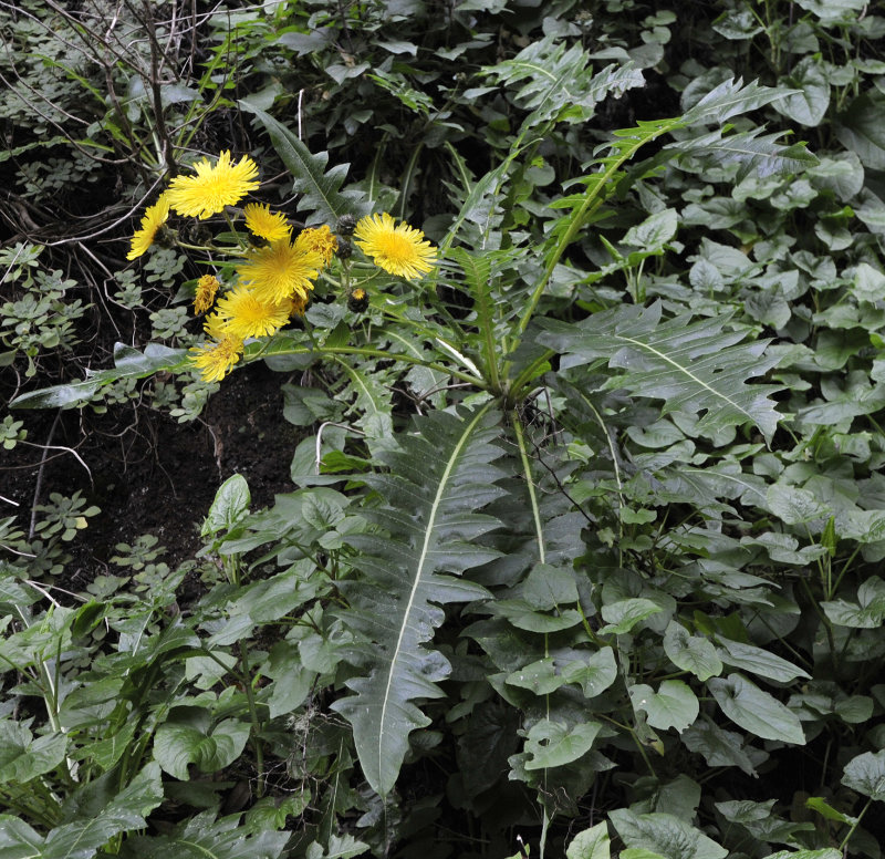 Sonchus hierrensis