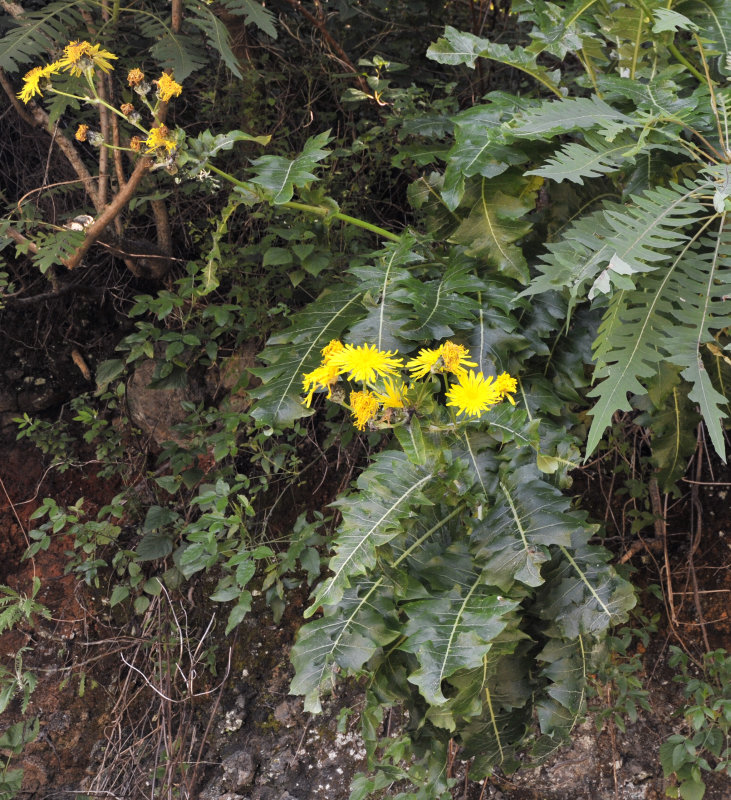 Sonchus hybrid.1.jpg