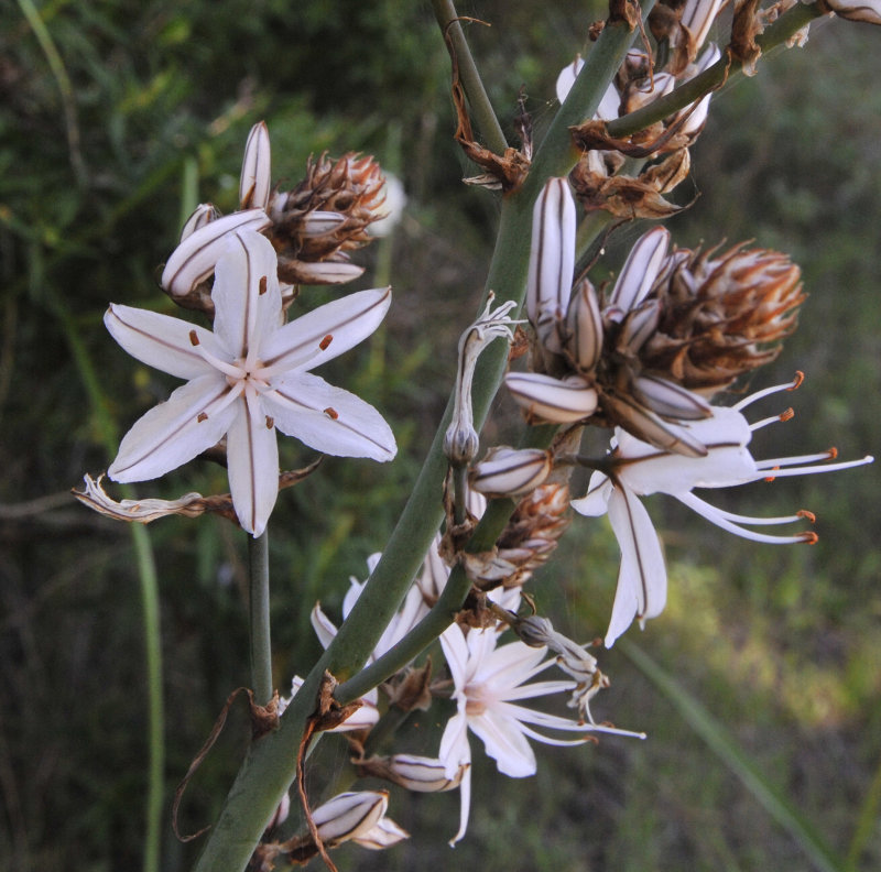 Asphodelus ramosus subsp. distalis. Closer 